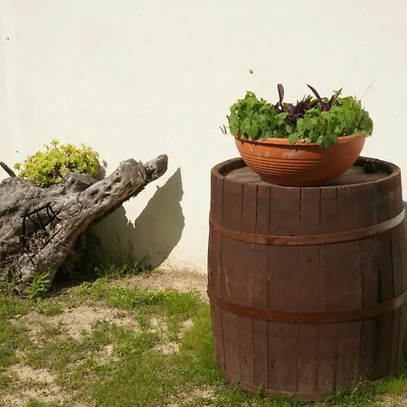 Mily באסקה וודה